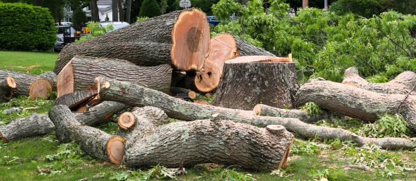 Cost of Large Tree Removal in Lafayette