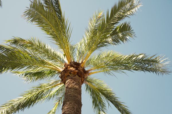 Cost of Palm Tree Removal in Lafayette