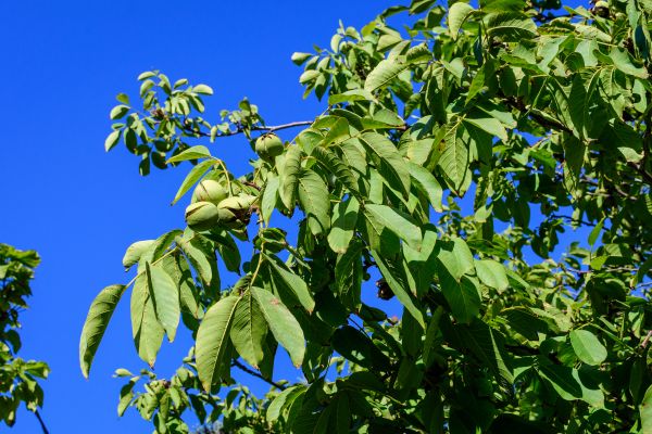 Cost of Walnut Tree Removal in Lafayette