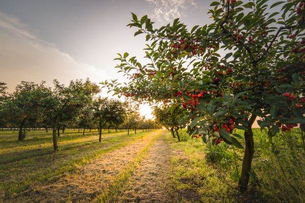 Cost of Cherry Tree Removal in Lafayette