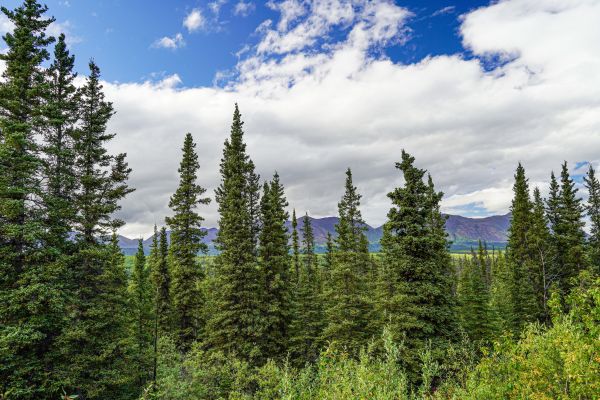 Cost of Spruce Tree Removal in Lafayette