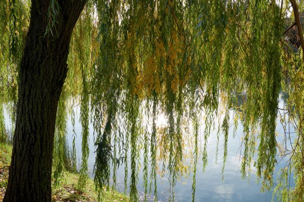 Cost of Willow Tree Removal in Lafayette
