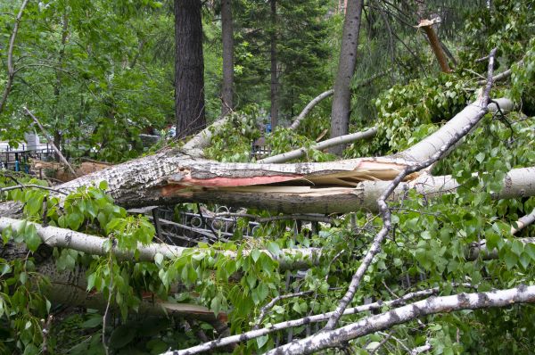 Cost of Birch Tree Removal in Lafayette