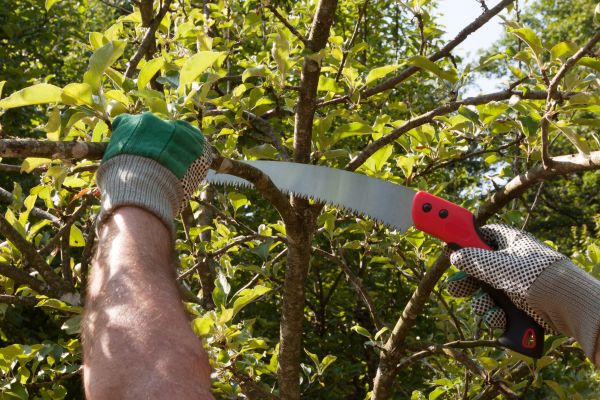 Cost of Elm Tree Removal in Lafayette