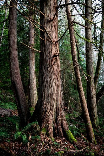 Cost of Cedar Tree Removal in Lafayette