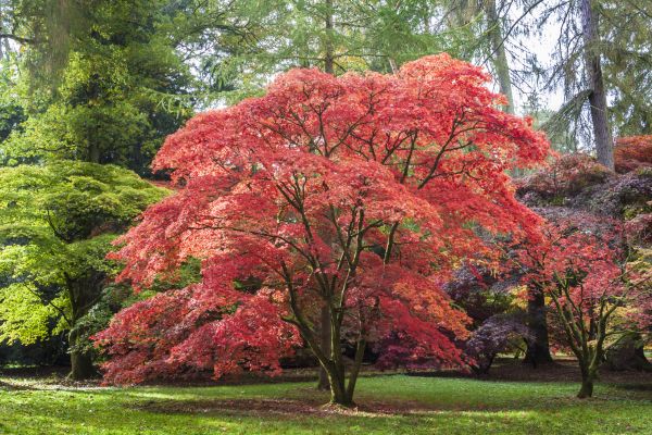 Cost of Maple Tree Removal in Lafayette