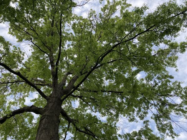 Cost of Oak Tree Removal in Lafayette
