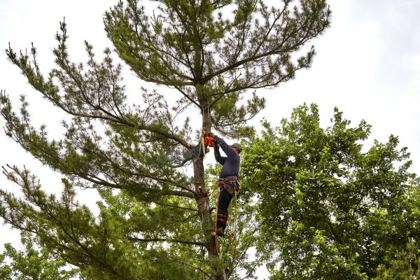 Cost of Pine Tree Removal in Lafayette