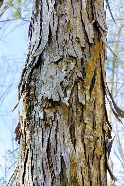 Cost of Hickory Tree Removal in Lafayette