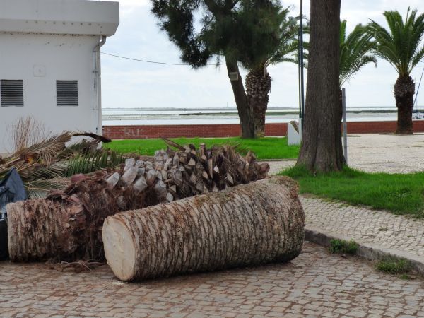 Cost of Palm Trees Removal in Lafayette