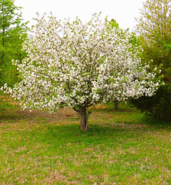 Cost of Dogwood Tree Removal in Lafayette