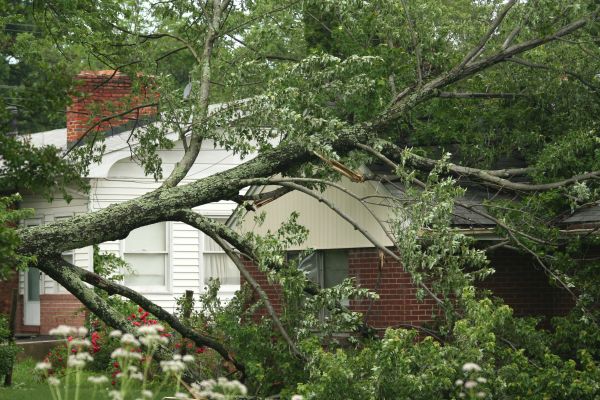 Cost of Emergency Tree Removal in Lafayette