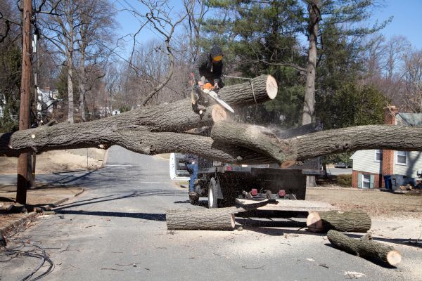 Cost of Residential Tree Removal in Lafayette