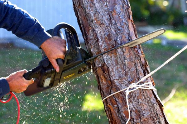 Cost of Dead Tree Removal in Lafayette