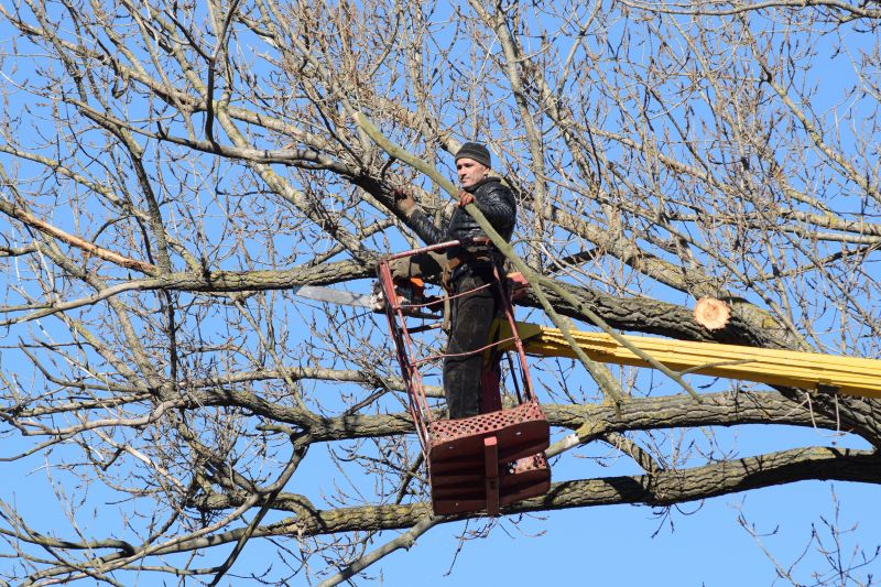 Emergency Tree Removal