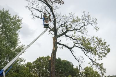Completed Tree Removal