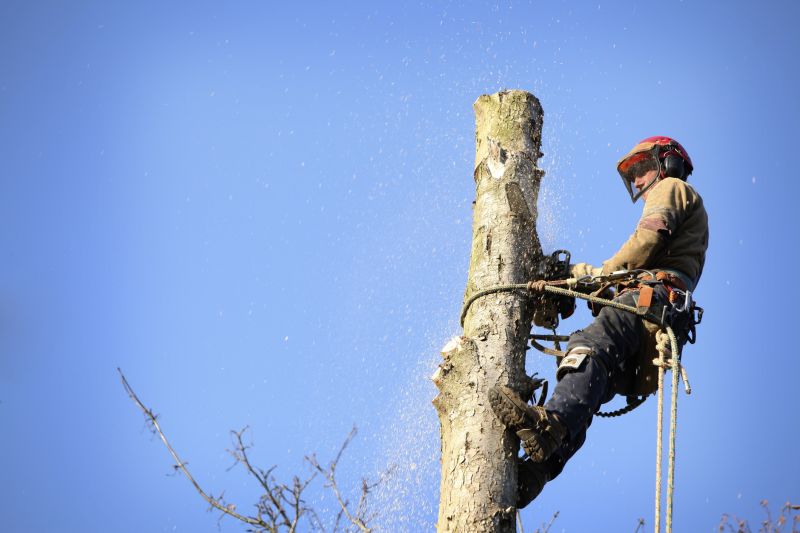 Why Hiring Professionals For Tree Removal Is Essential
